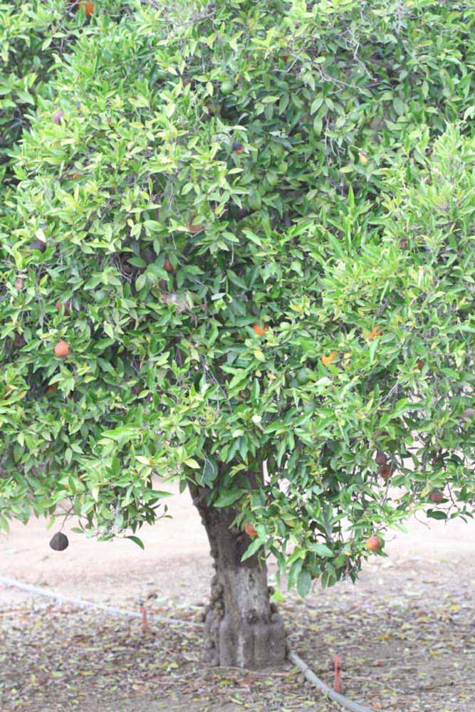            Habit (Riverside, CA)   